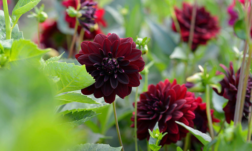 'Arabian Night' är en rikblommande dahlia som passar fint på friland.