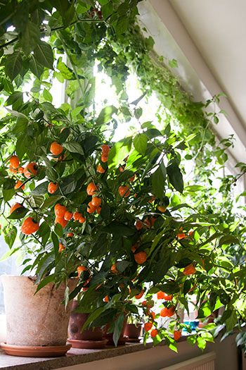 Ta vara på ljuset från dina fönster på bästa sätt genom att odla i dem. Foto: Rökeaus/Söderén