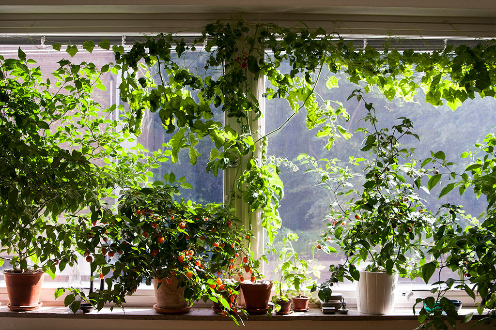 I ett stort fönster går det att odla mer än du tror om du utnyttjar utrymmet både på längden och på tvären. Foto: Rökeaus/Söderén