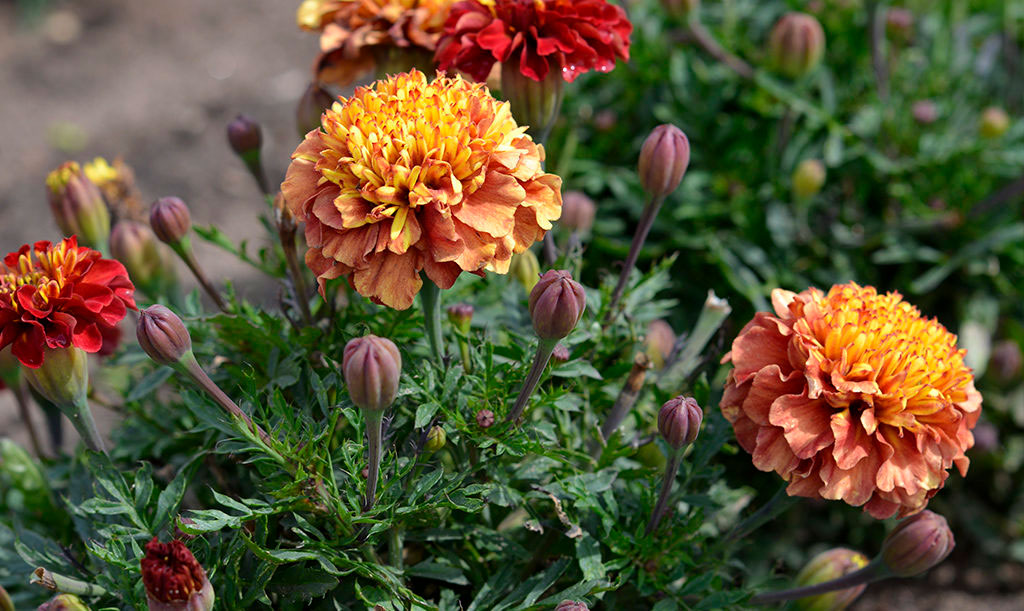 Toppa tagetes. Foto: Anna Lindeqvist