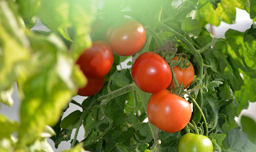 Blir det mycket bladmassa kan du behöva ta bort en del för att tomaterna ska hinna mogna. Foto: Anna Lindeqvist