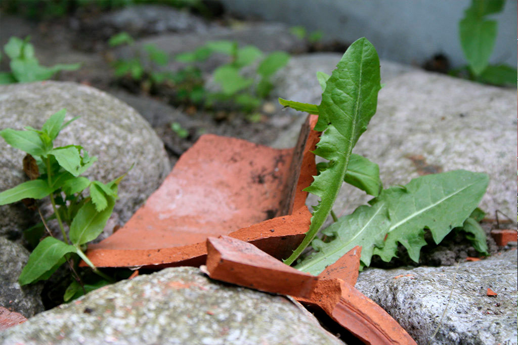 Ogräs maskros rensa huvudbild Markus Danielsson