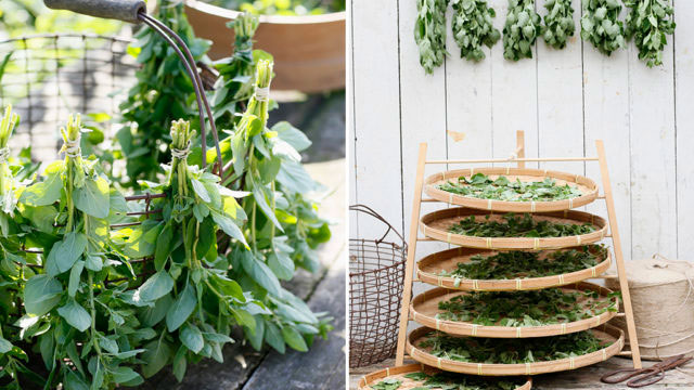 Oregano kan du skörda och använda färsk eller torka. Torka dem i små buketter eller sprid ut dem i t.ex en torkolla. Foto: Annika Christensen