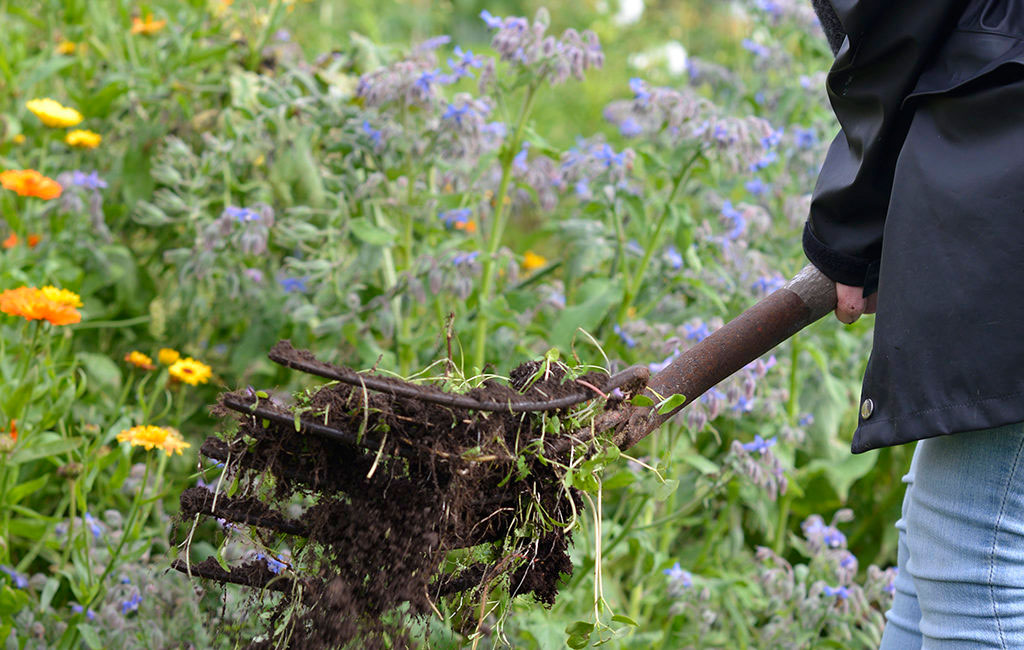 Gröngödsel handlar om att odla för att behålla en bra eller förbättra jorden.