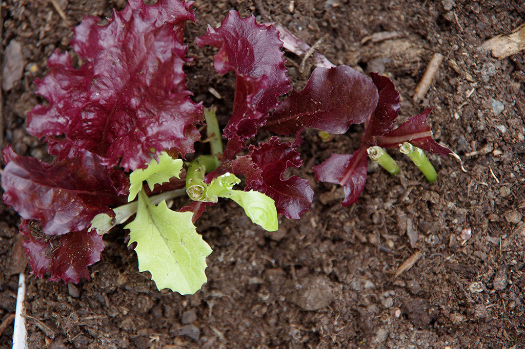 Sallat Foto: Lovisa Back