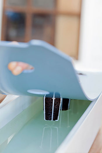I odlingslådan Harvy behöver du ingen syrepump eftersom plantorna får syre i den lilla luftspalten ovanför vattenytan. Foto: Annika Christensen