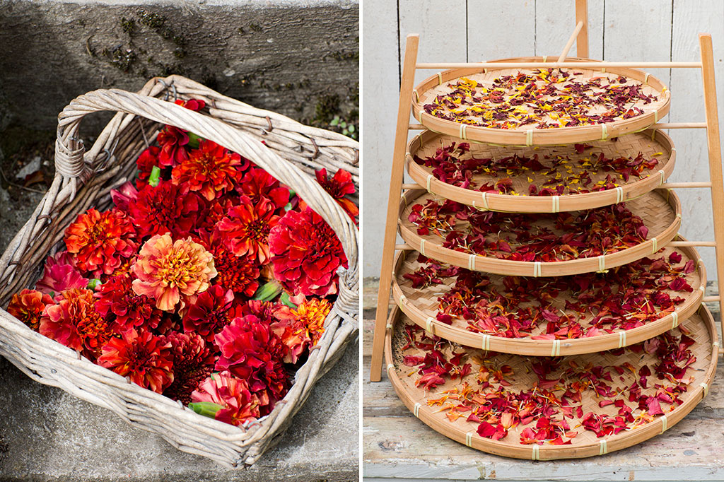 Dekorera din måltid med färska kronbad från tagetes eller torka dem för att använda vid ett senare tillfälle. Sammetstagetes 'Strawberry Blonde' ger inte mycket smak men desto mer för ögat. Foto: Annika Christensen