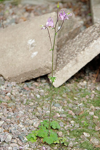 Aklejan hittar utrymme lite överallt, men tar inte särskilt stor plats och blommar otroligt vackert. Foto: Lovisa Back