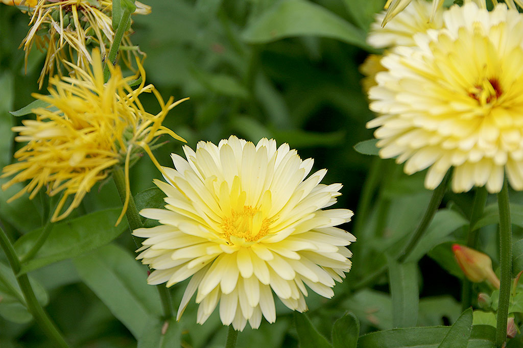 I början av sommaren kan du plocka av de överblommade ringblommorna innan de går i frö. Då får du längre blomning. Mot slutet av sommaren kan du gott låta dem gå i frö. Samla in de torra frökapslarna eller låt fröerna trilla ner i jorden. Då växer de upp nästa år. Foto: Lovisa Back