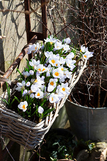 Vårkrokus 'Jeanne d'Arc' blommar allra först. Foto: Annika Christensen