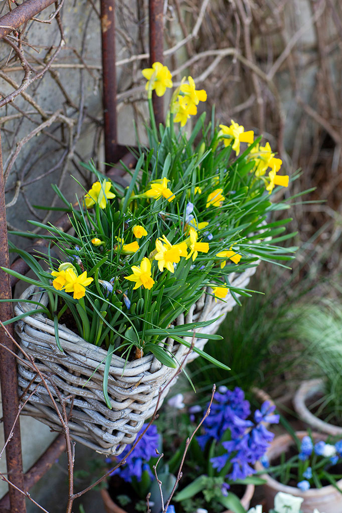 Påsktazett ‘Tête-à-Tête’ blommar länge som nummer två i ordningen. Foto: Annika Christensen