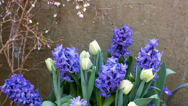 Classic Elegance, Lovely match från Nelson Garden. Foto: Annika Christensen