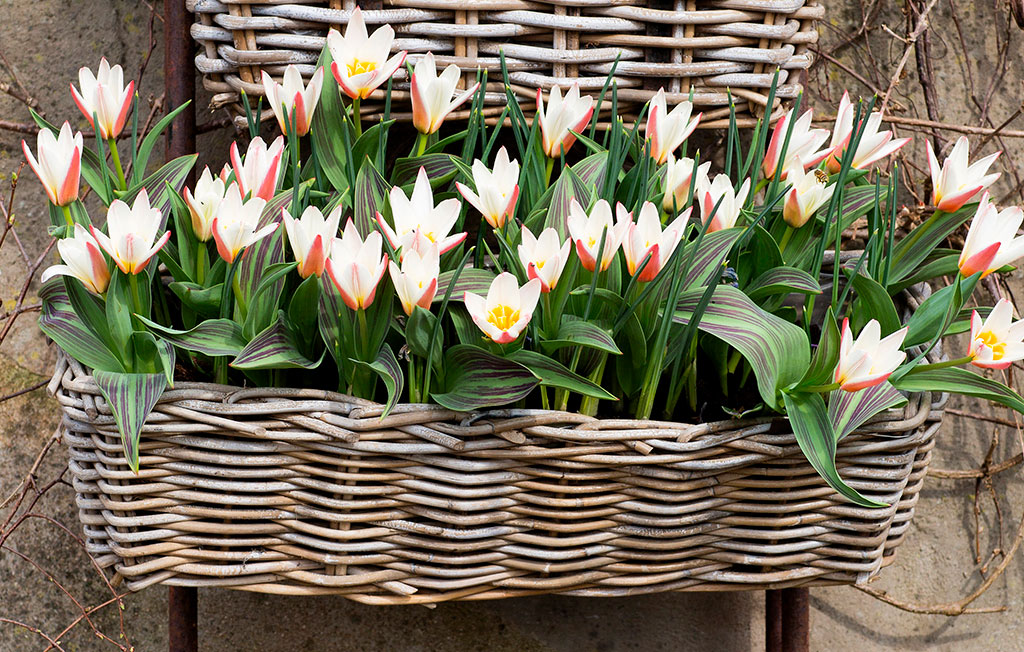 När 'Harmony' har blommat över tar näckrostulpan ’Hearts Delight’ vid. Foto: Annika Christensen
