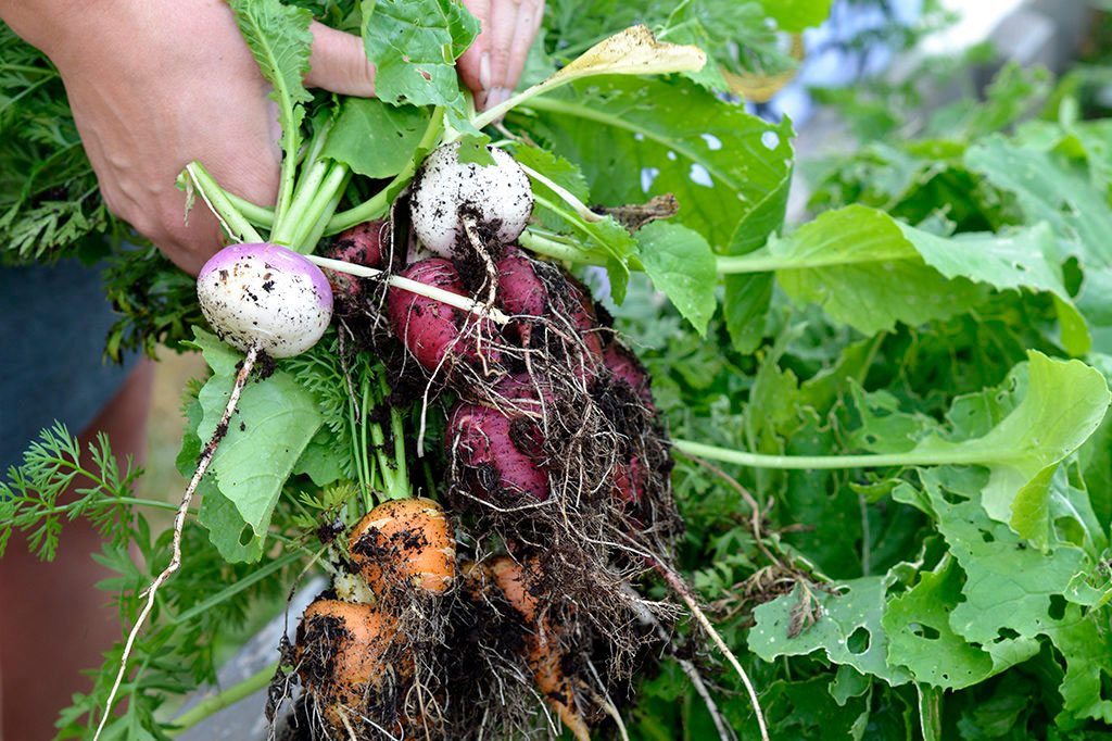 Förvara din skörd Foto: Markus Danielsson