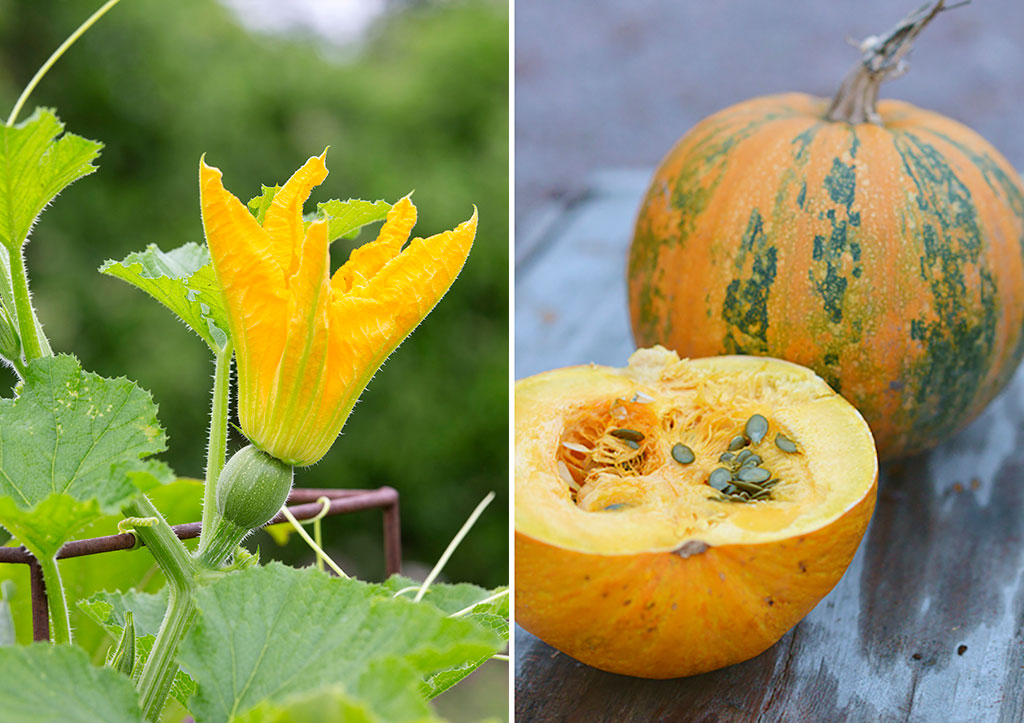 En av årets nyheter är ekologiskt odlat frö till nakenfröpumpa 'Eso'. Förutom vackra blommor, och så småningom pumpor, är både kärnor och fruktkött fantastiskt goda! Fröerna är dessutom helt utan skal och större än hos många andra pumpor. Foto: Annika Christensen och Anna Lindeqvist
