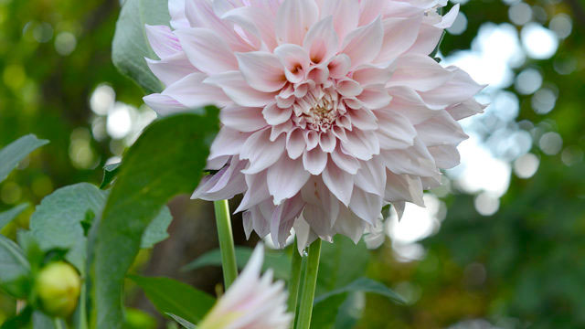 Dahlian 'Café au Lait' blommar med stora blommor. Ju färre blommor, desto större. Foto: Markus Danielsson