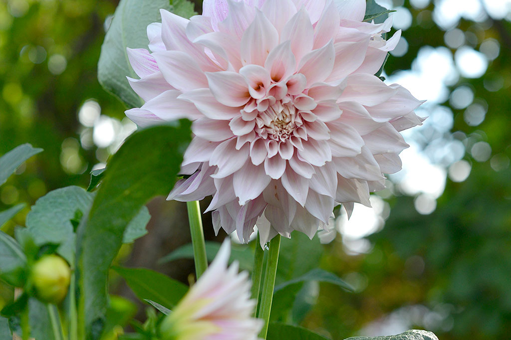 Dahlian 'Café au Lait' blommar med stora blommor. Ju färre blommor, desto större. Foto: Markus Danielsson