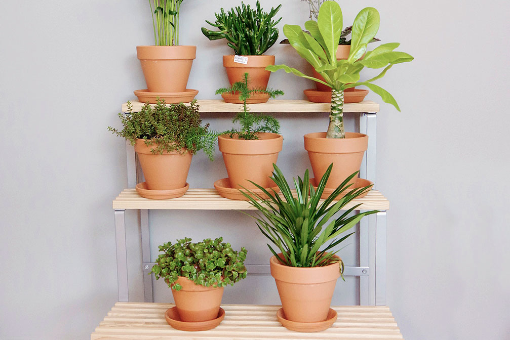 Krukväxtnäring på vintern