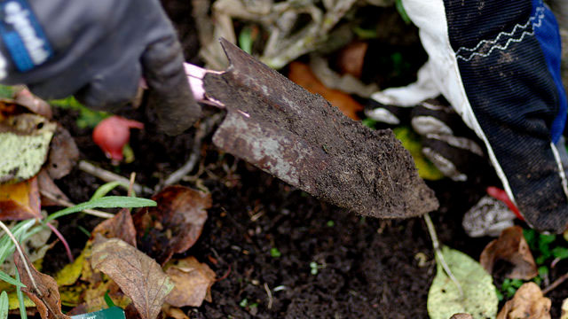 Plantera tulpaner i november