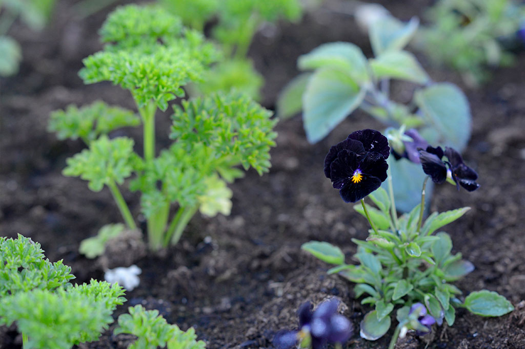 Det vanligaste sättet att odla persilja är inte i trädgårdslandet eller pallkragen tillsammans med andra grönsaker eller blommor. Foto: Anna Lindeqvist