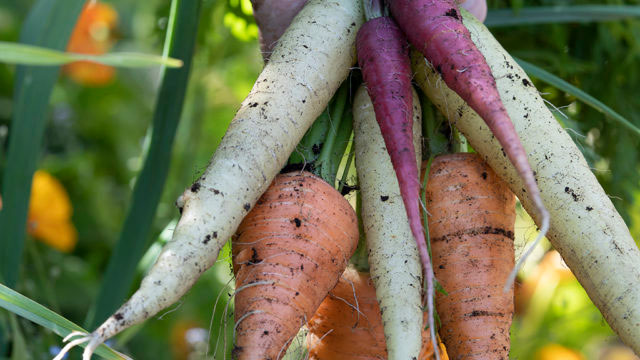 Inte mer än tre olika sorters morot – ingen den andra lik – hittar vi bland årets frönyheter. Foto: Annika Christensen