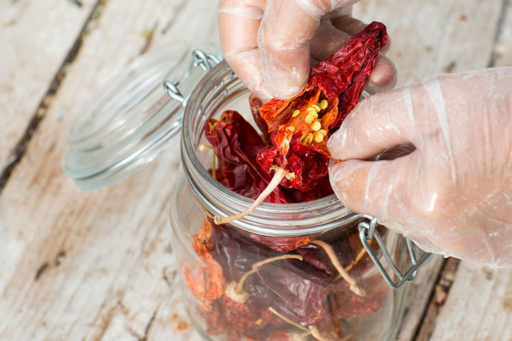 Använd gärna handskar när du tillagar starka chilisorter. Styrkan sätter sig ofta kvar i fingertopparna och blir en obehaglig överraskning när du kliar dig kring öga, näsa eller mun. Foto: Annika Christensen