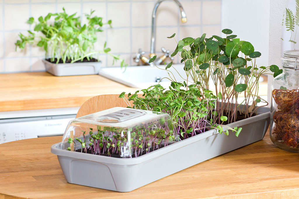 Micro Leaf 3-box låter dig odla flera sorter – eller samma sort i flera omgångar för att alltid ha någonting redo att skörda. Foto: Annika Christensen