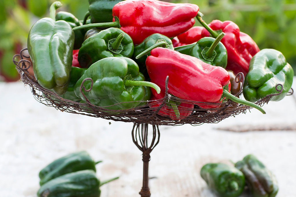 'Padron' är en tapaschili som höjer spänningen. Sorten skördas traditionellt när den är ljusgrön, men du kan också vänta tills frukten har blivit röd. Foto: Annika Christensen