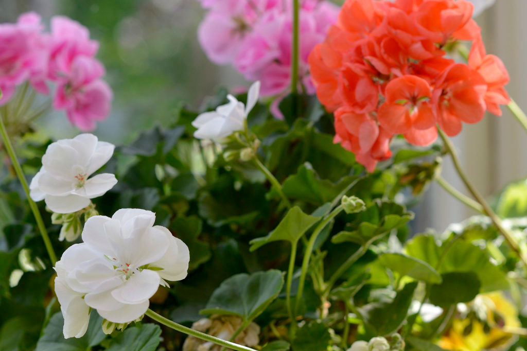 Pelargoner från Nelson Garden. Foto: Markus Danielsson