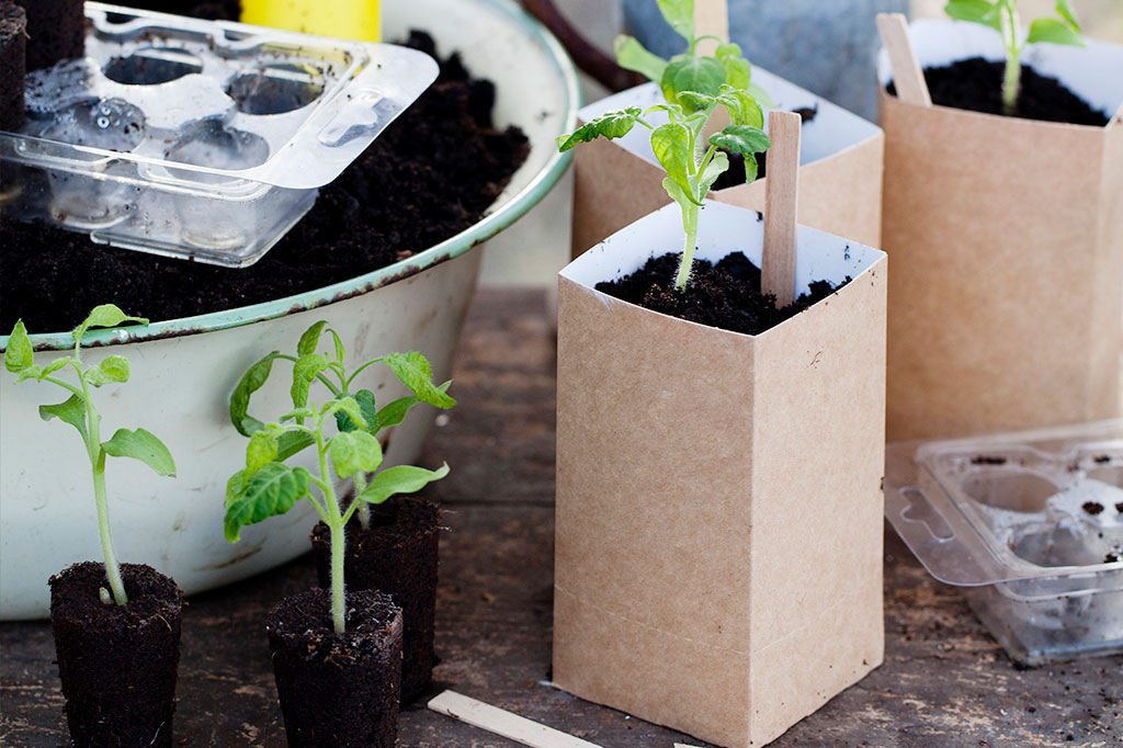 När dina plantor har fått sina karaktäristiska taggiga blad är det dags att plantera om dem för första gången. Foto: Annika Christensen