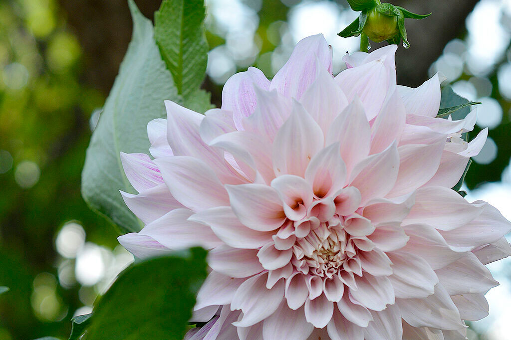 Cafe au Lait Nelson Garden Foto: Markus Danielsson