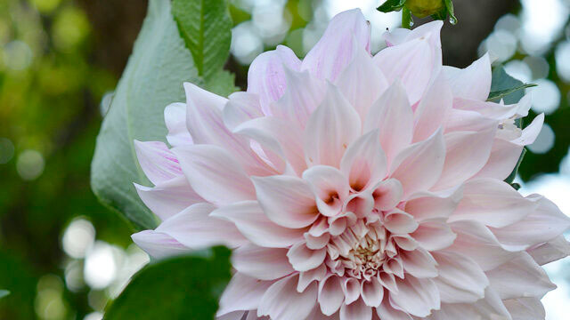 Cafe au Lait Nelson Garden Foto: Markus Danielsson