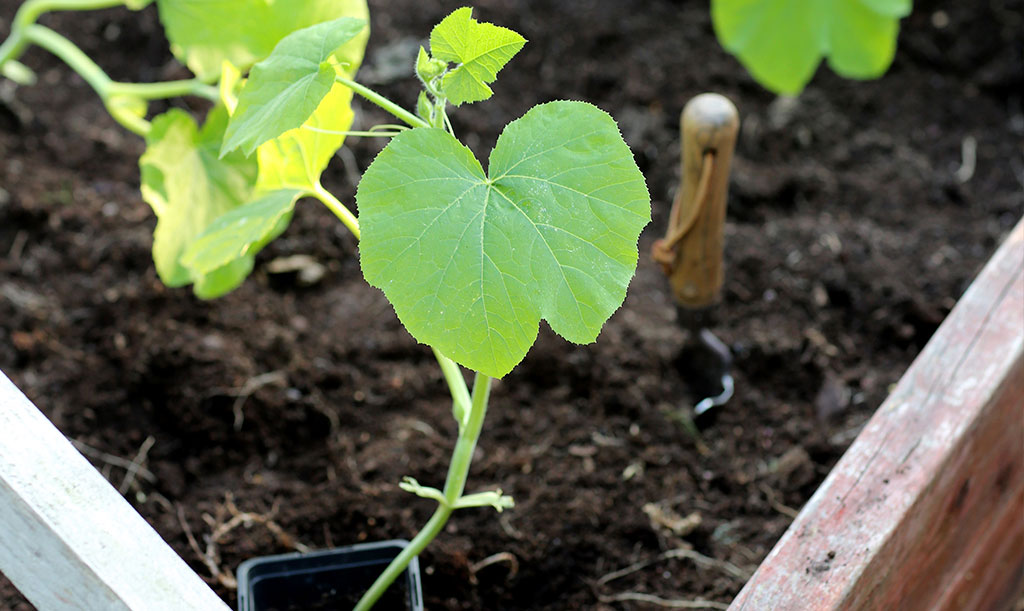 Plantera ut din pumpor när risken för frost är över och jorden har värmts upp. Foto: Annika Christensen