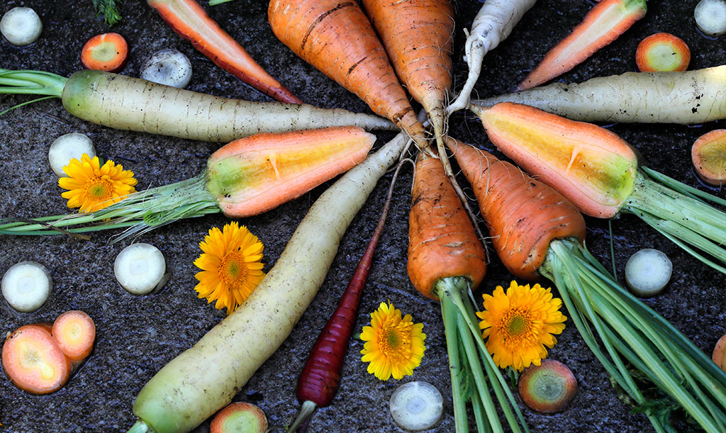 Använd gärna både blommor och blast i din morotsmandala. Foto: Annika Christensen