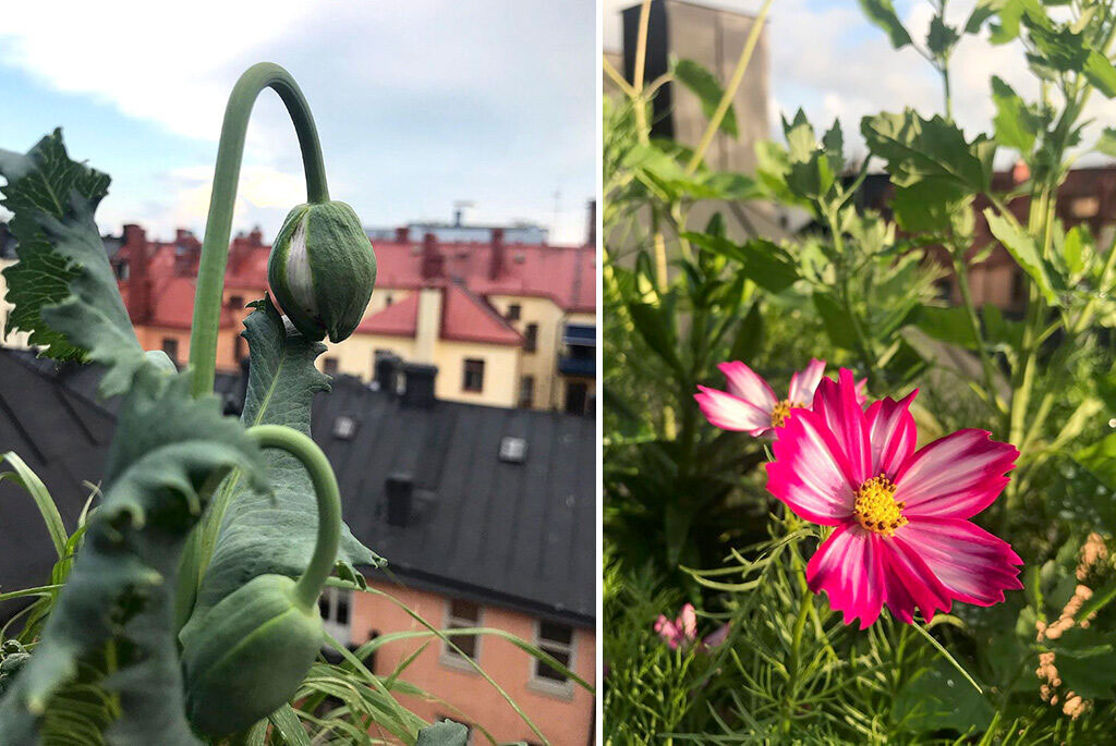 Vallmo och rosenskära