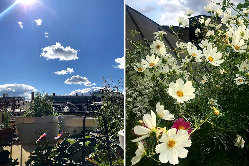 Rosenskära, slöjsilja och dahlia