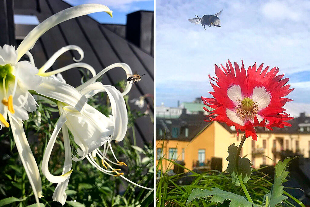 Spindellilja och fjädervallmo 'Dannebrog'
